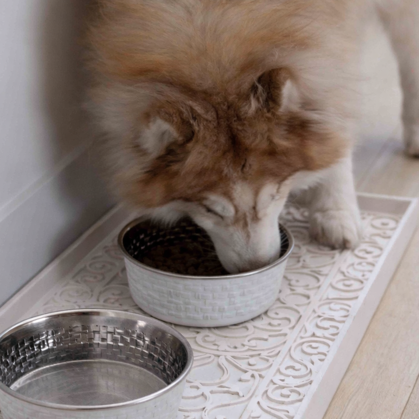 Dog eating on a floor protection mat boot tray 